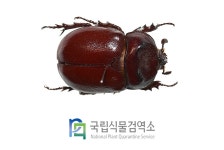 외국산 애완용 곤충 - 천적 및 애완용 곤충 - 병해충 정보 - 식물검역-농림축산검역본부