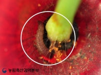공지사항 - 영남지역본부 - 농림축산검역본부
