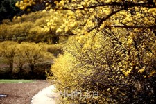 ⑤ 의성 산수유가 수놓는 봄의 향연 - 시니어매일 ⑤ 의성 산수유가 수놓는 봄의 향연