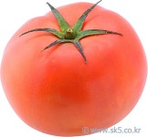 토마토 > 음식 | 이미지 사용조건이 까다롭지 않은 요리사진 100만컷