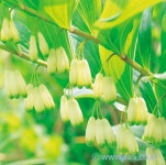 둥글레 상품리스트 | 이미지 사용조건이 까다롭지 않은 요리사진 100만컷