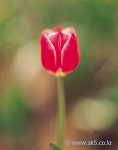 튜울립 > 식물 | 이미지 사용조건이 까다롭지 않은 요리사진 100만컷