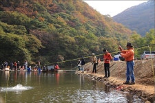 유정낚시터 > 오색단풍속의 주말 유정지 : 낚시사랑