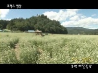 spbs 검찰방송 > 참여마당 > 포커스 영상 > 상세보기 - 하얀 설레임-봉평 메밀꽃밭(09.09.14.) 하얀 설레임-봉평 메밀꽃밭(09.09.14.)