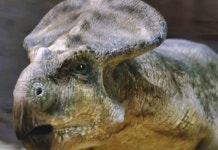 공작새 꼬리같은 목주름 가진 공룡