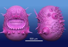 괴물 사코리투스, 인류 조상 아니었다