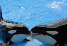 범고래 어미, 진화적 이득 위해 아들 편애