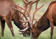 사슴뿔 세포 이식한 생쥐, 머리에 뿔났다