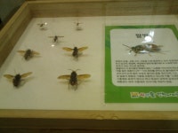 나비공원 전시관 관람기 2부