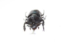 T.dichotomus dichotomus