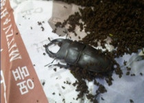 4월 충키를 잡아라! 222점 택배해체기!