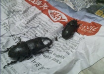 4월 충키를 잡아라! 222점 택배해체기!