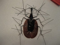 바이올린