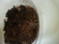 타란(로즈헤어)