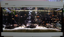 플래티 50마리 입수