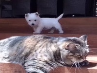 냥이를 괴롭히는 멍뭉이 | 웹진 모바일인벤 냥이를 괴롭히는 멍뭉이 - 인벤 커뮤니케이션즈