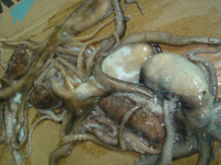 녹동항 낙지가 반겨주네요^^