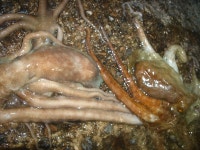 녹동항 갑오징어와 문어 그리고 낙지 매일매일^^,,,