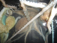 녹동항,,, 갑오징어와 문어 그리고 대낙지^^,,,