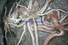 900g 후반대의 갑오징어들과 왕 낙지들^^