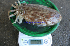 900g 후반대의 갑오징어들과 왕 낙지들^^