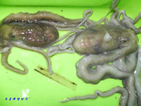 녹동항,, 금요일 갑오징어 낙지 문어 어떤걸 잡을까요???