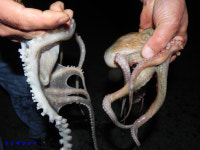 녹동항,, 금요일 갑오징어 낙지 문어 어떤걸 잡을까요???