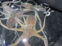 녹동항,, 11일 낙지 손맛 보기,,,