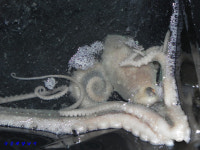 녹동항 에깅,, 18일 밤 낙지 소식,,,