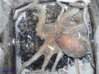 녹동항 에깅,, 29일 화요일 밤 낙지