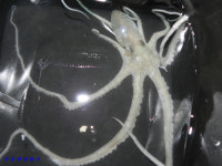 녹동항 에깅,, 만우절날 낙지 소식