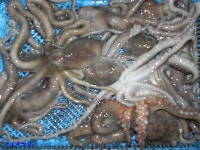 녹동항 에깅,, 12일 밤 낙지들의 단체 봄 나들이^^