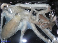 녹동항 에깅,, 15일 금요일 저녁 낙지 잡기 중^^