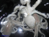 녹동항 에깅,, 8일 낮 갑오징어 소식과 저녁 낙지 문어 소식,,,