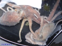 녹동항 에깅,, 20일 밤 낙지 소식,,,