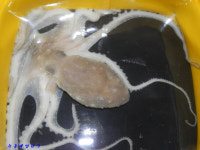 녹동항 에깅,, 30일 낙지 문어 소식