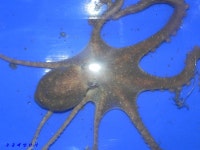 녹동항 에깅,, 5일 밤 낙지 소식,,,