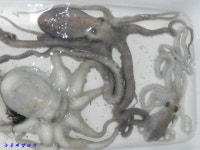 녹동항 에깅,, 8일 낙지와 문어 소식,,,