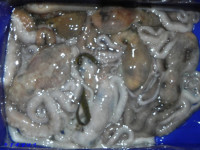 녹동항 에깅,, 9일 저녁 낙지 소식,,,