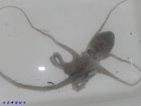 녹동항 에깅,, 17일 일요일 낙지 문어 소식