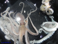 녹동항 에깅,, 18일 월요일 낙지 소식