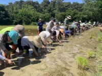 보도자료(상세) : HOME > 수원소식 > 보도자료 수원시 칠보생태환경체험교육관, 친환경 논체험장에서 ‘손 모내기’체험 행사 