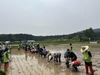 보도자료(상세) : HOME > 수원소식 > 보도자료 수원시 칠보생태환경체험교육관, 시민과 함께하는 전통 모내기 체험 행사 