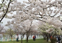 휴먼시티 수원 홈페이지에 오신것을 환영합니다. 2017 봄꽃이 아름다운 13대 명소