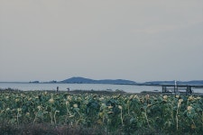 【韓国のデートコース】夏もいいですが秋の雰囲気のランチョン貯水池(난정 저수지)ひまわりもいいです。 - 韓国ソウル生活 - 탄포포헤어