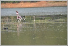 판곡지 :: 토종붕어를 사랑하는 사람들