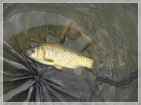 기곡지 :: 토종붕어를 사랑하는 사람들