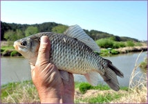 바람따라 구름따라 404회(부여 갈채수로) :: 토종붕어를 사랑하는 사람들