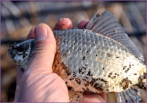 바람따라 구름따라 398회(웅곡지) :: 토종붕어를 사랑하는 사람들