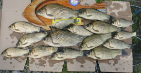 영천ic권 조황정보입니다. :: 토종붕어를 사랑하는 사람들